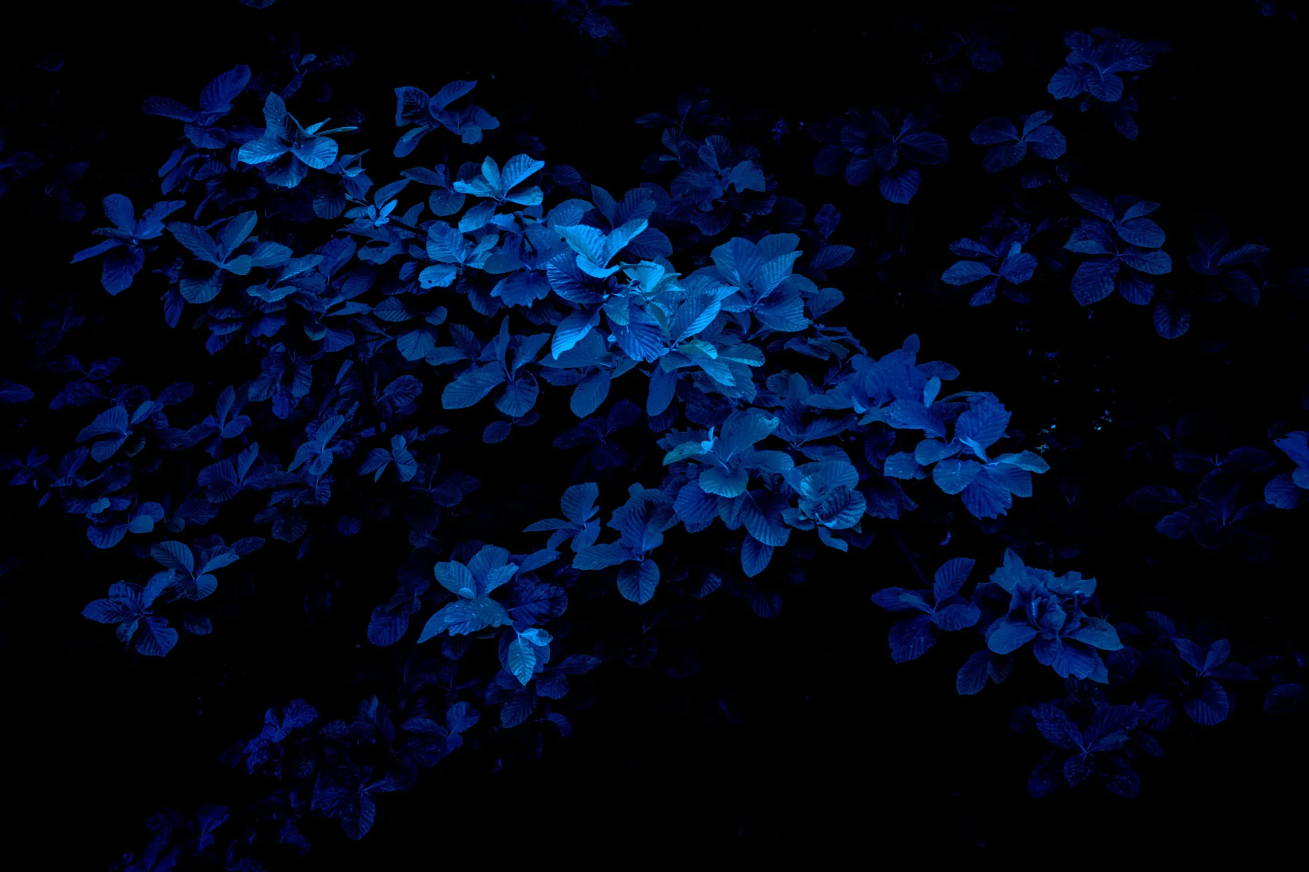 Bluish bush flowers