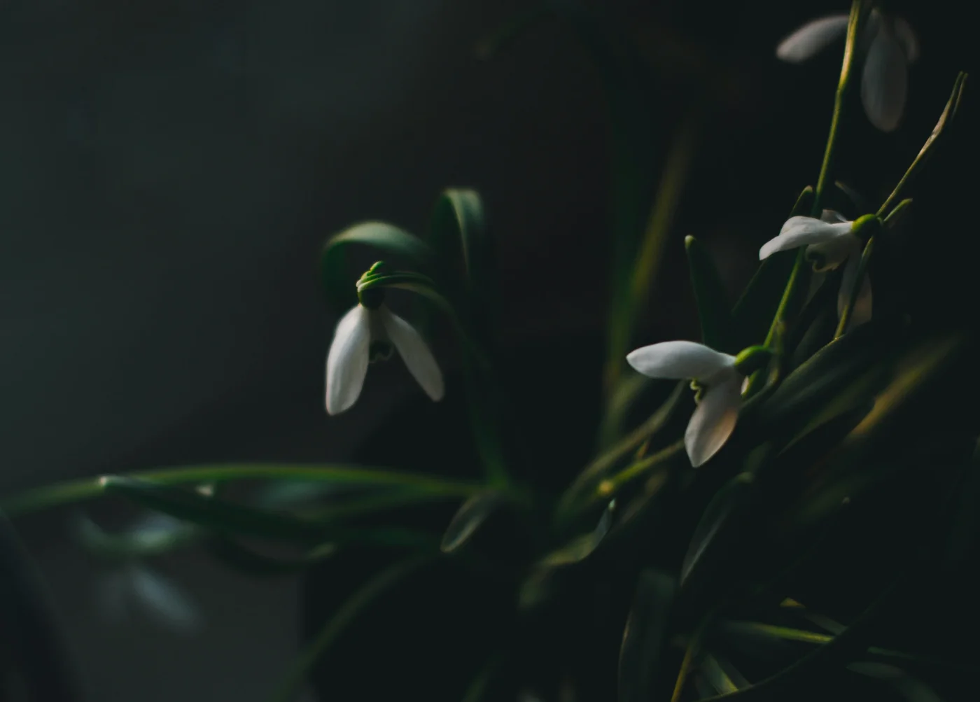 Artistic photo as part of the Van Der Plas visual identity