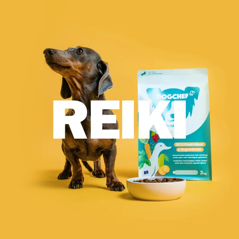 Studio photo of a dachshund for the Dogchef kibble brand