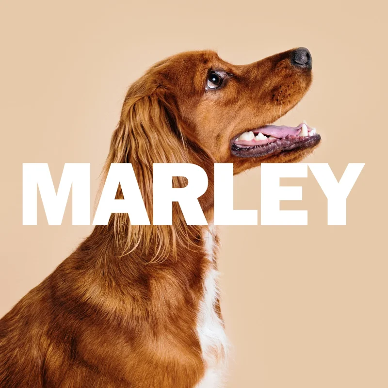 Studio shooting of a cocker spaniel for the Dogchef kibble brand